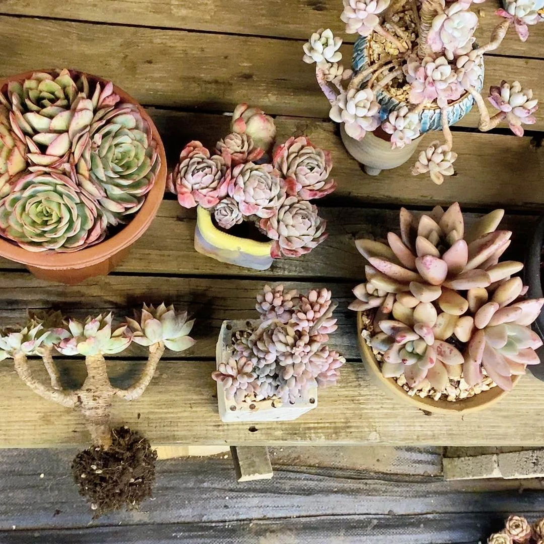 琼****生多肉植物6颗