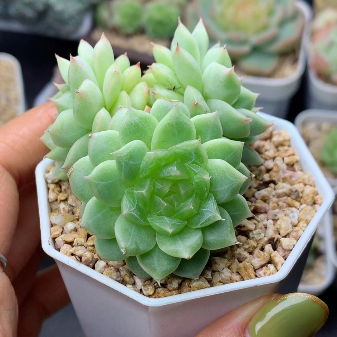 58包邮  群生不包整珍妮13