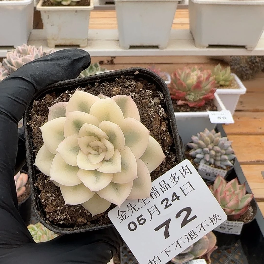 0524-72月亮仙子宽锦