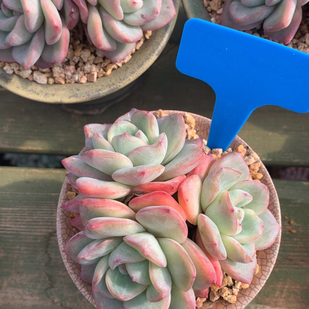 三头 泡芙 一颗