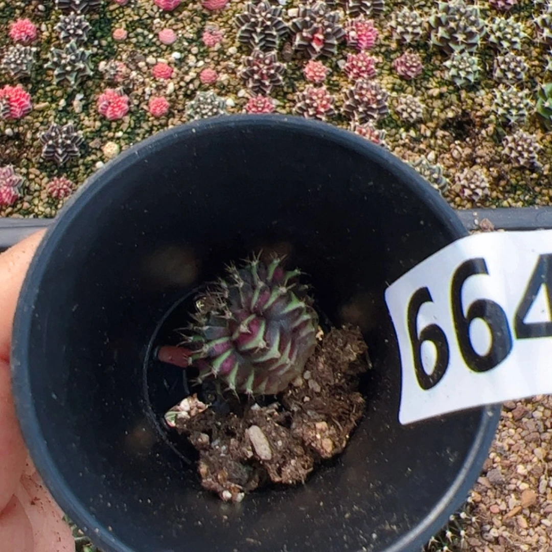 楠***º大部分开放少量花苞664