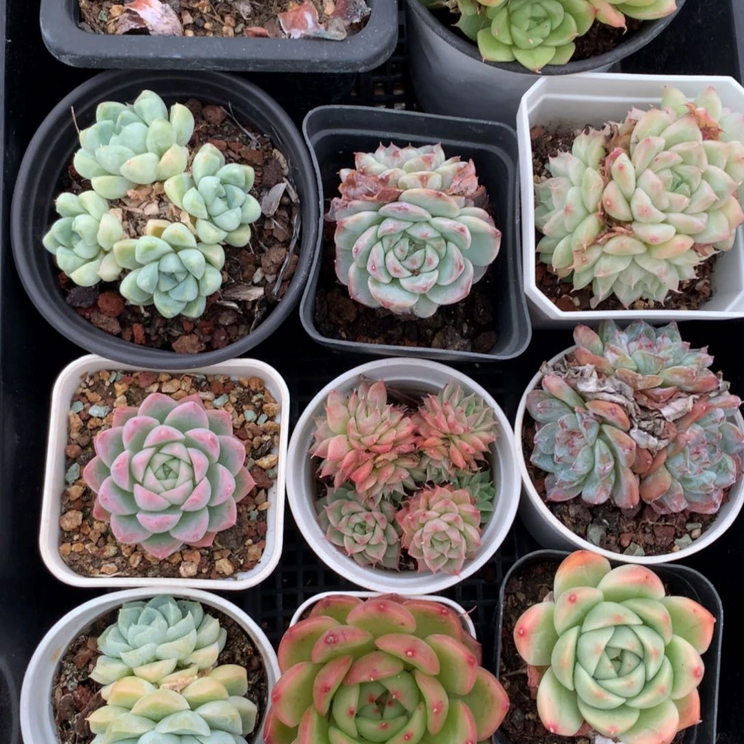 1103-79 套餐一组