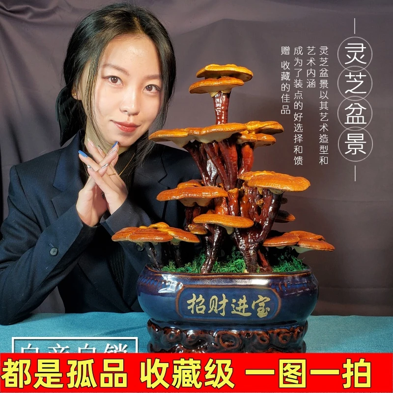 灵芝盆栽盆景摆件 室内观赏桌面摆件 无需养护