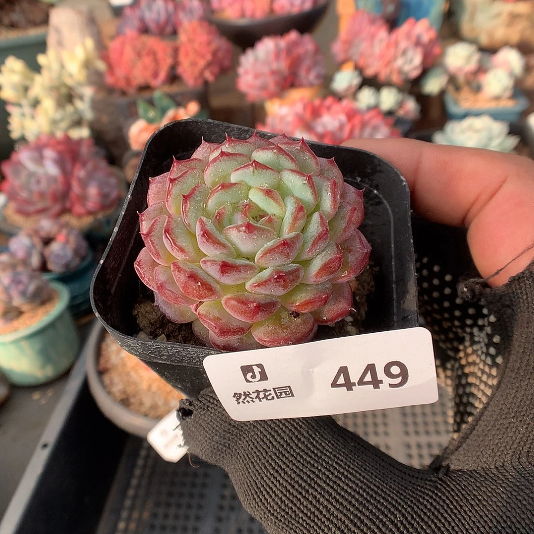 449白胖多肉植物666