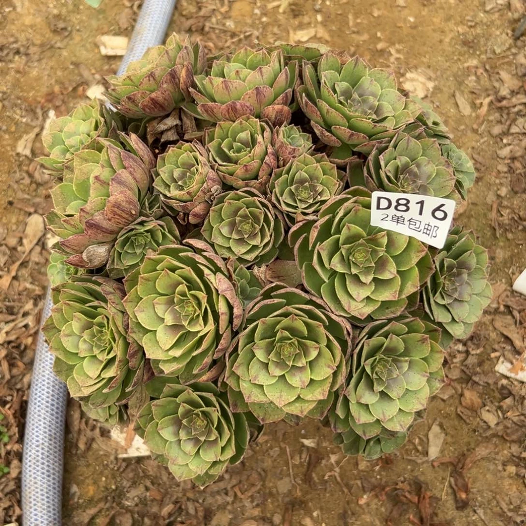 816多肉   万拉丝不包断头