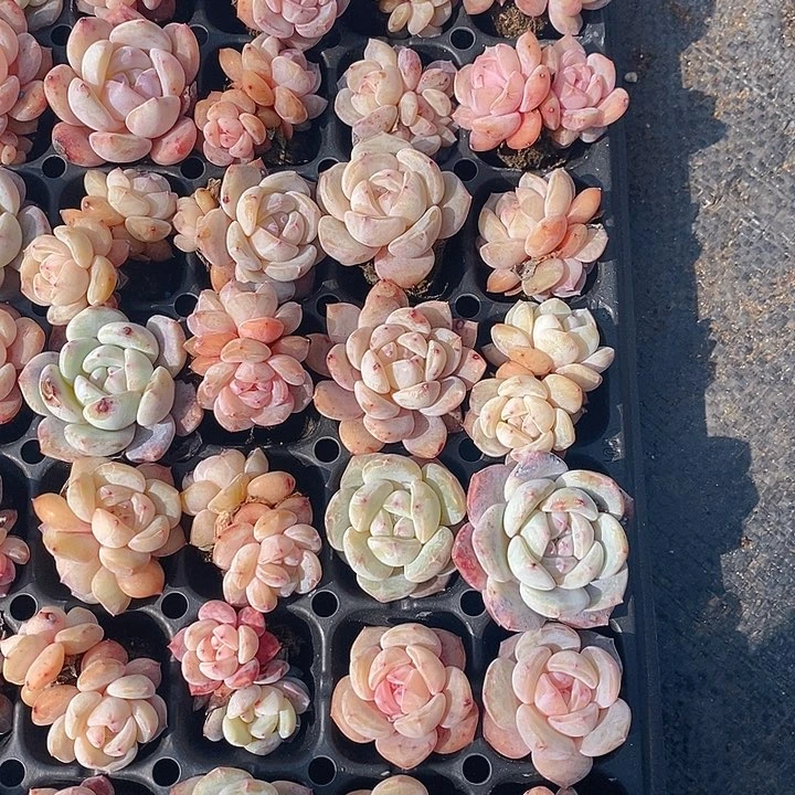 75 多肉植物盆栽花卉植物