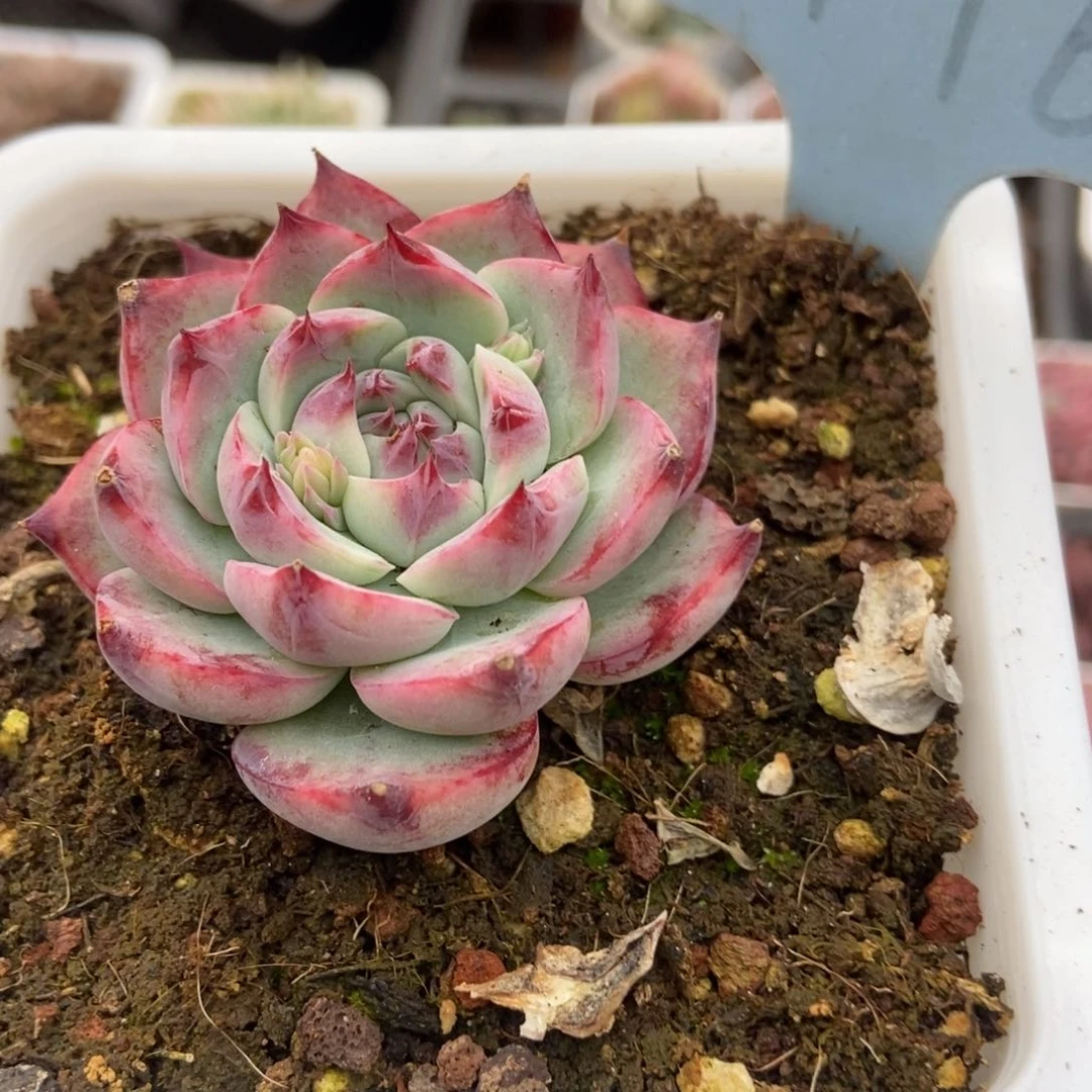 2146多肉植物保护