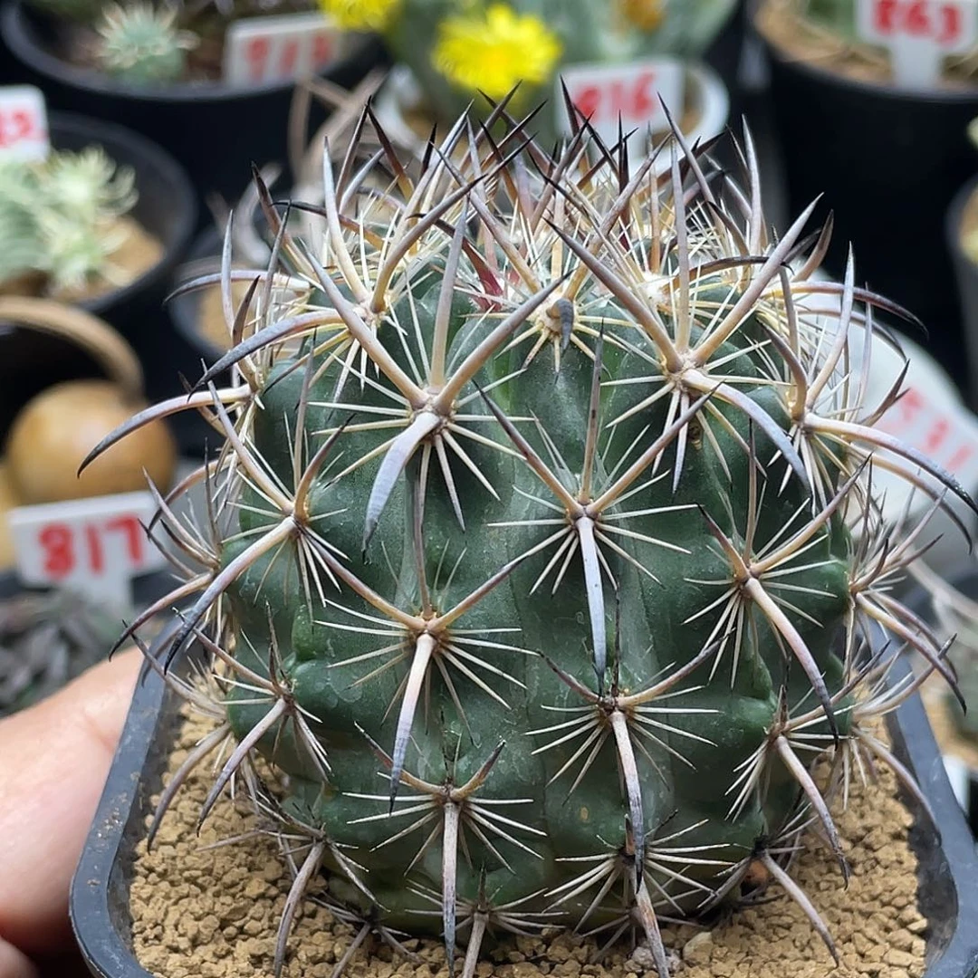 实生强刺大虎爪玉