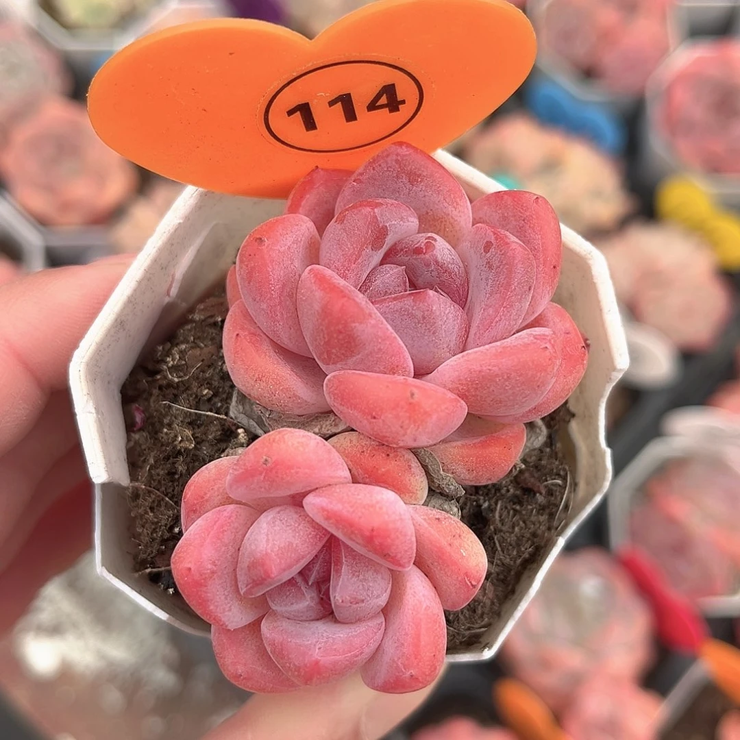 114号小老桩糖心双头