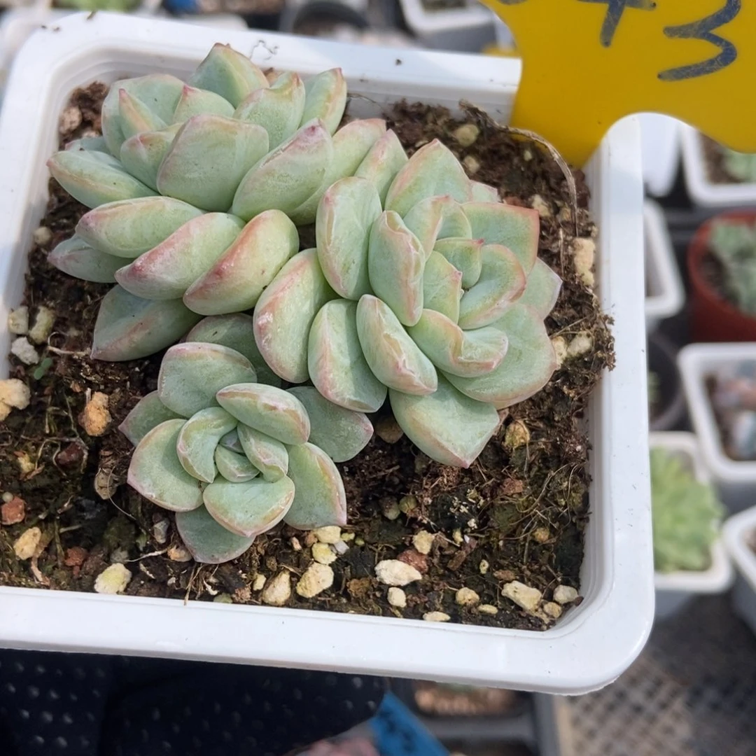 643泡芙多肉植物保护