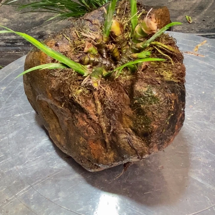 落***悔无花朵石菖蒲在哪