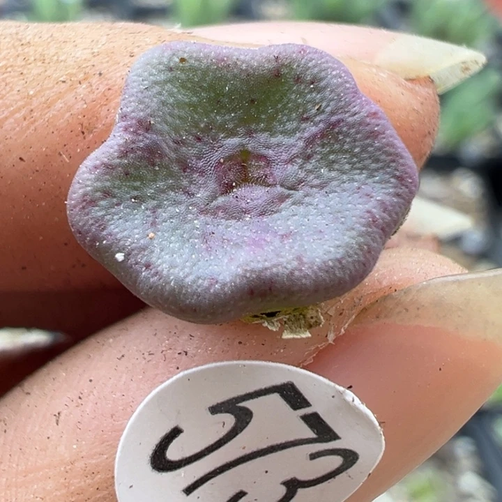 573号111111111111111