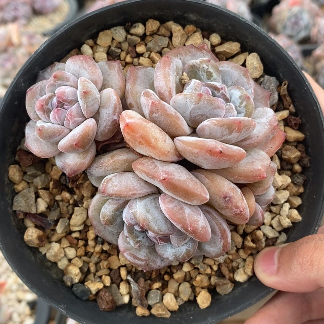 四头绿底紫心短圆肥