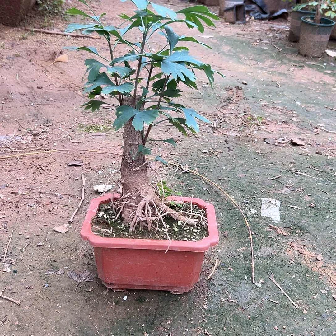 六***修无花朵银杏盆景带盆