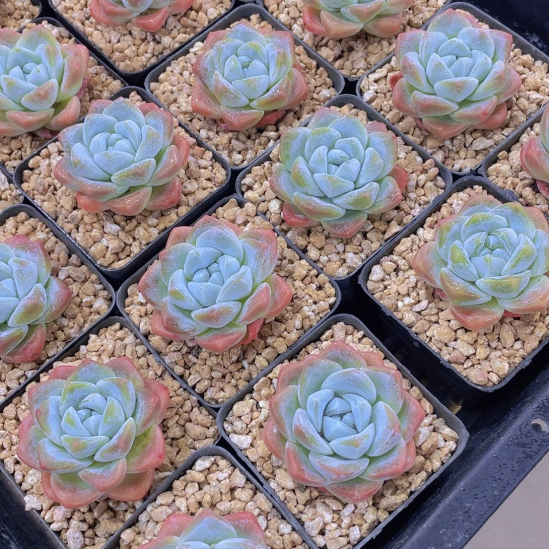 量拍1号 奶油钻石冰玉单头一个