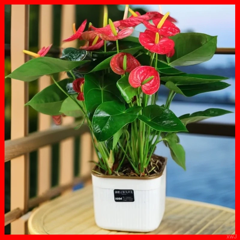 大盆特价红掌5—7掌四季开花绿植花卉带盆发货水培土培基地直销
