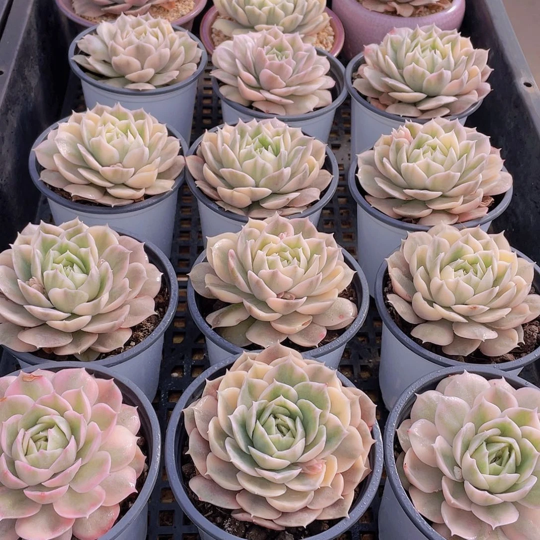 量拍55号 昂斯诺锦大单头一个