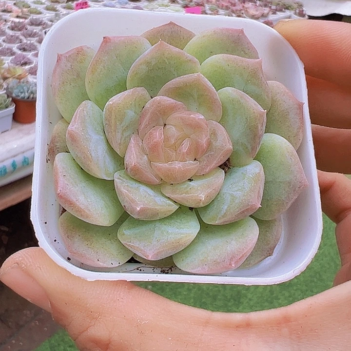 梦幻泡影白盆发货19包邮