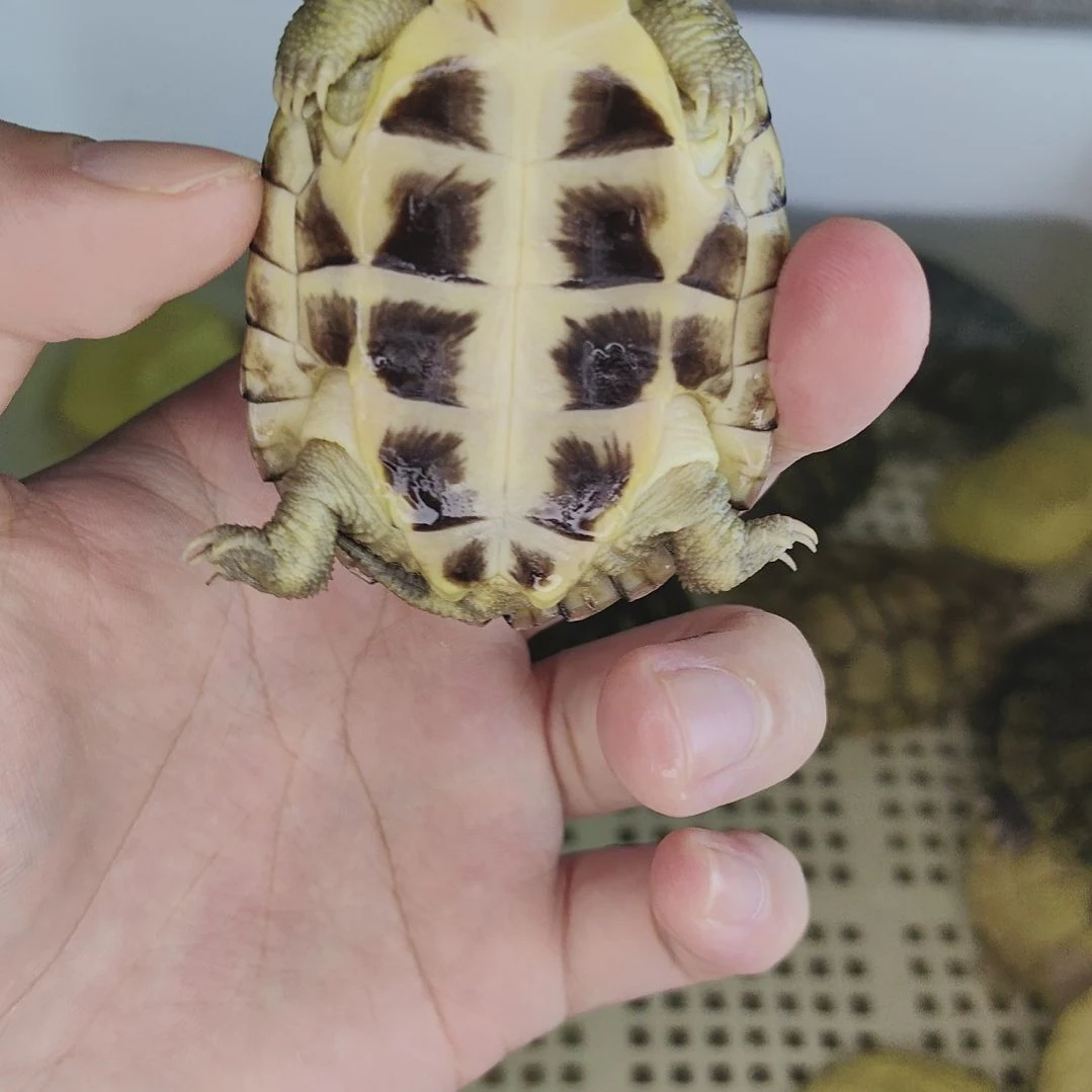 绿毛龟母小青观赏龟。。。。