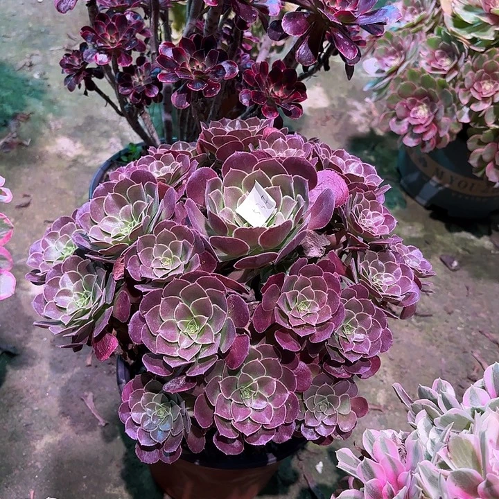 多肉植物荷兰玫瑰00534