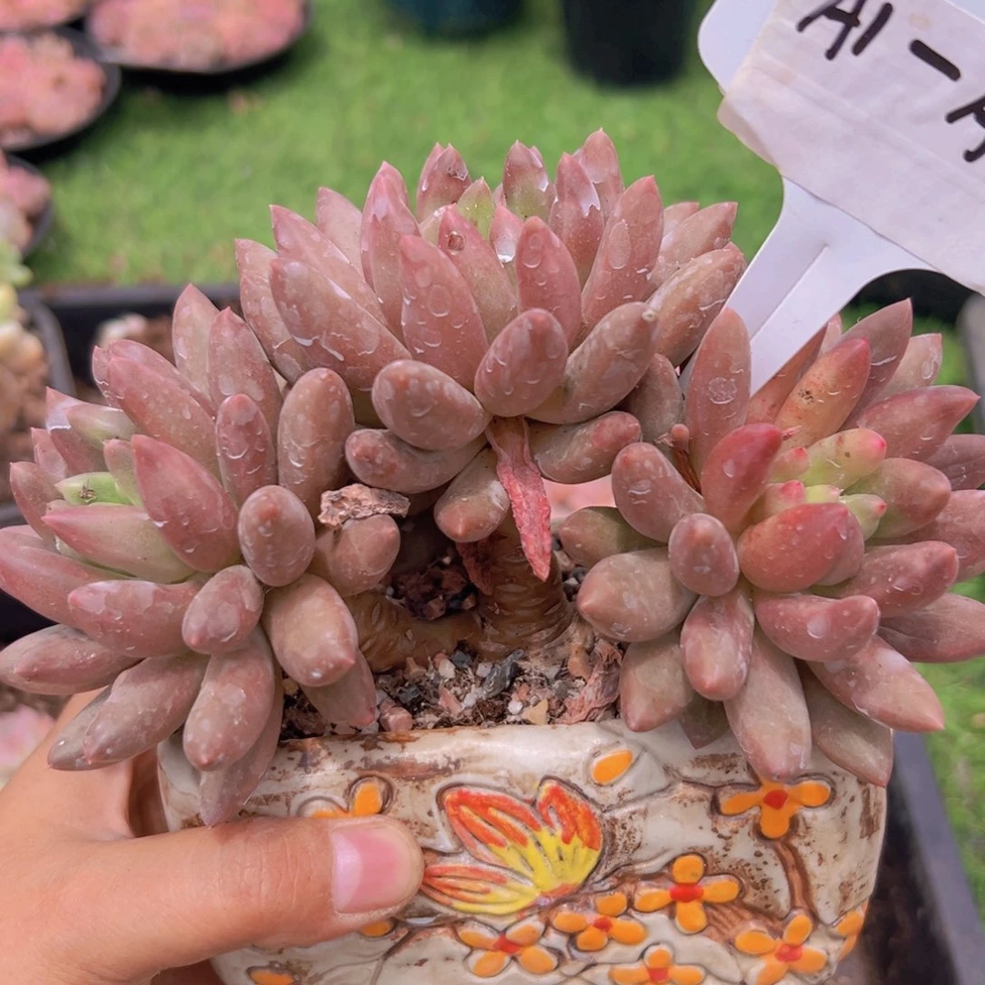 美人杂a9一物一拍