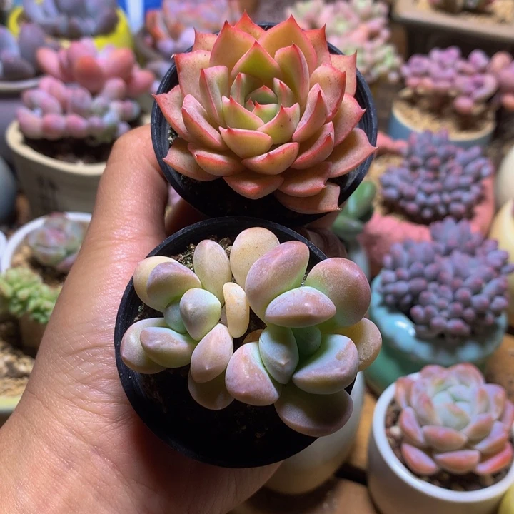 凯*?精控多肉一物一拍