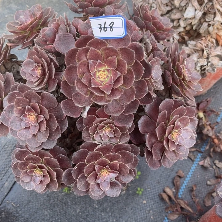 368黑膜多肉植物法师