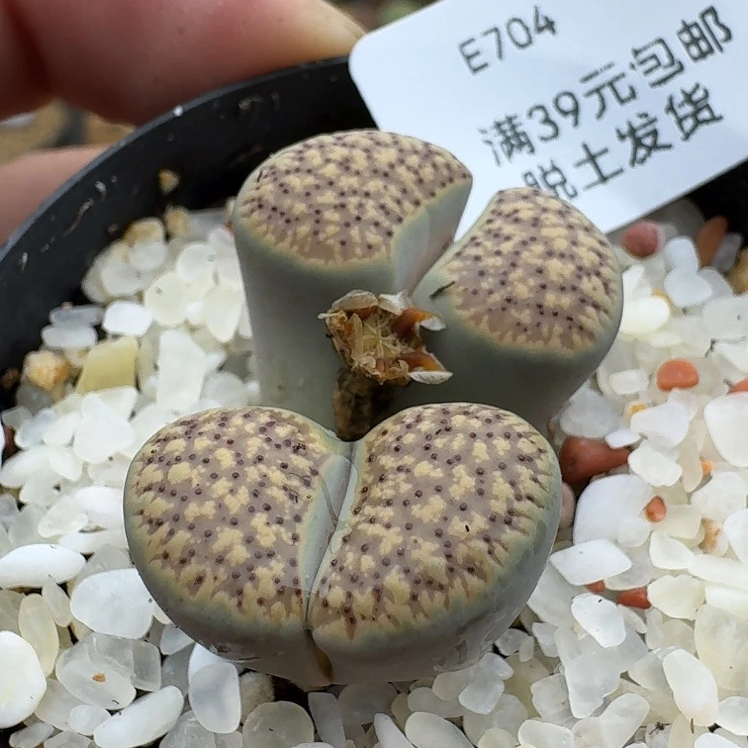 704多肉哈哈哈哈哈哈哈哈