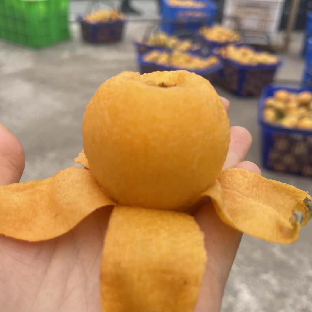 顺丰包邮当季新鲜五星枇杷汁水充足新鲜现摘现发