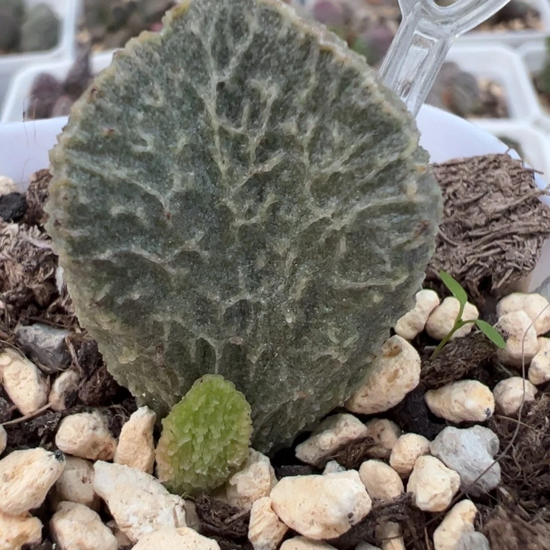 超大母叶实生新品大苗多肉植物