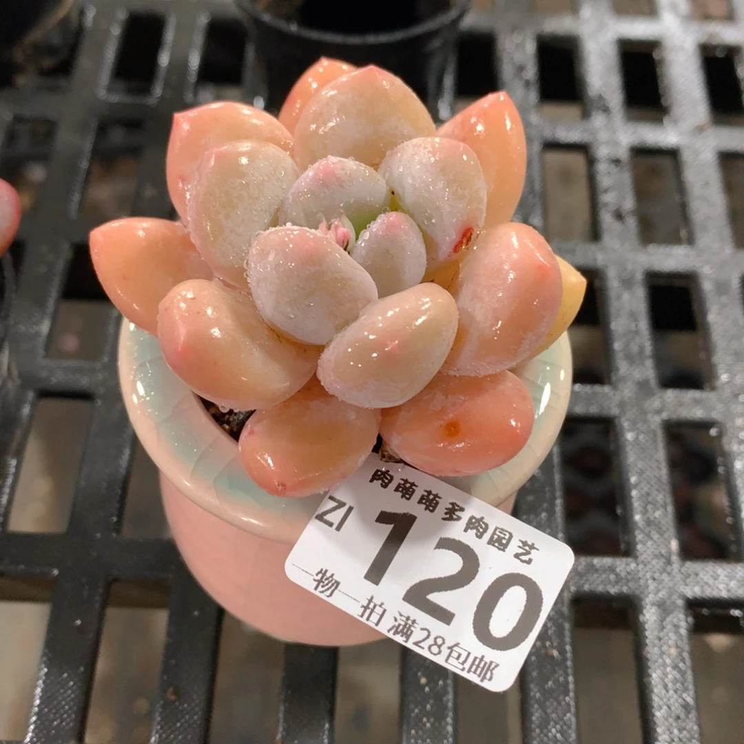 肉萌萌拇指盆精控多肉ZI120