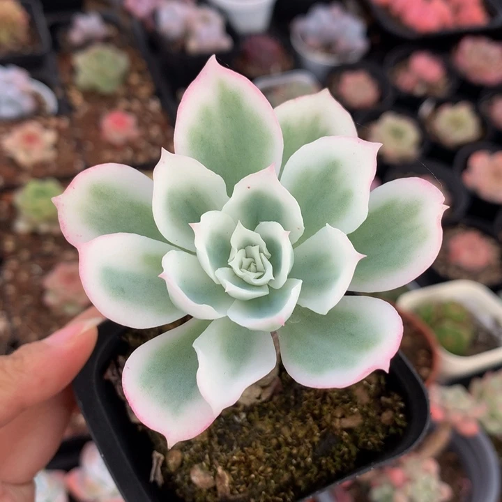 精控柠檬玫瑰白锦
