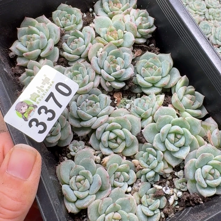 泡***x多肉植物多肉植物