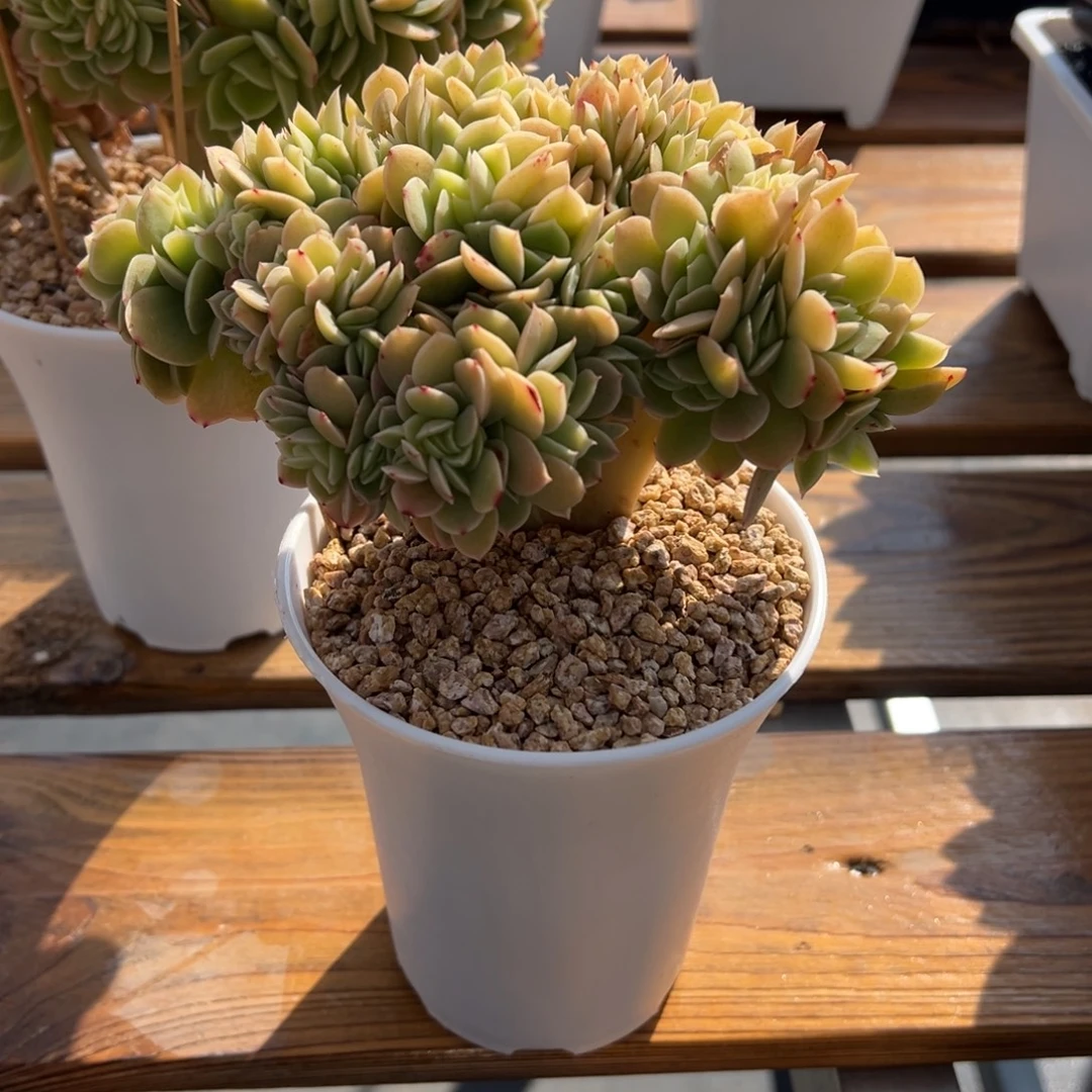 张张精品多肉星娜塔