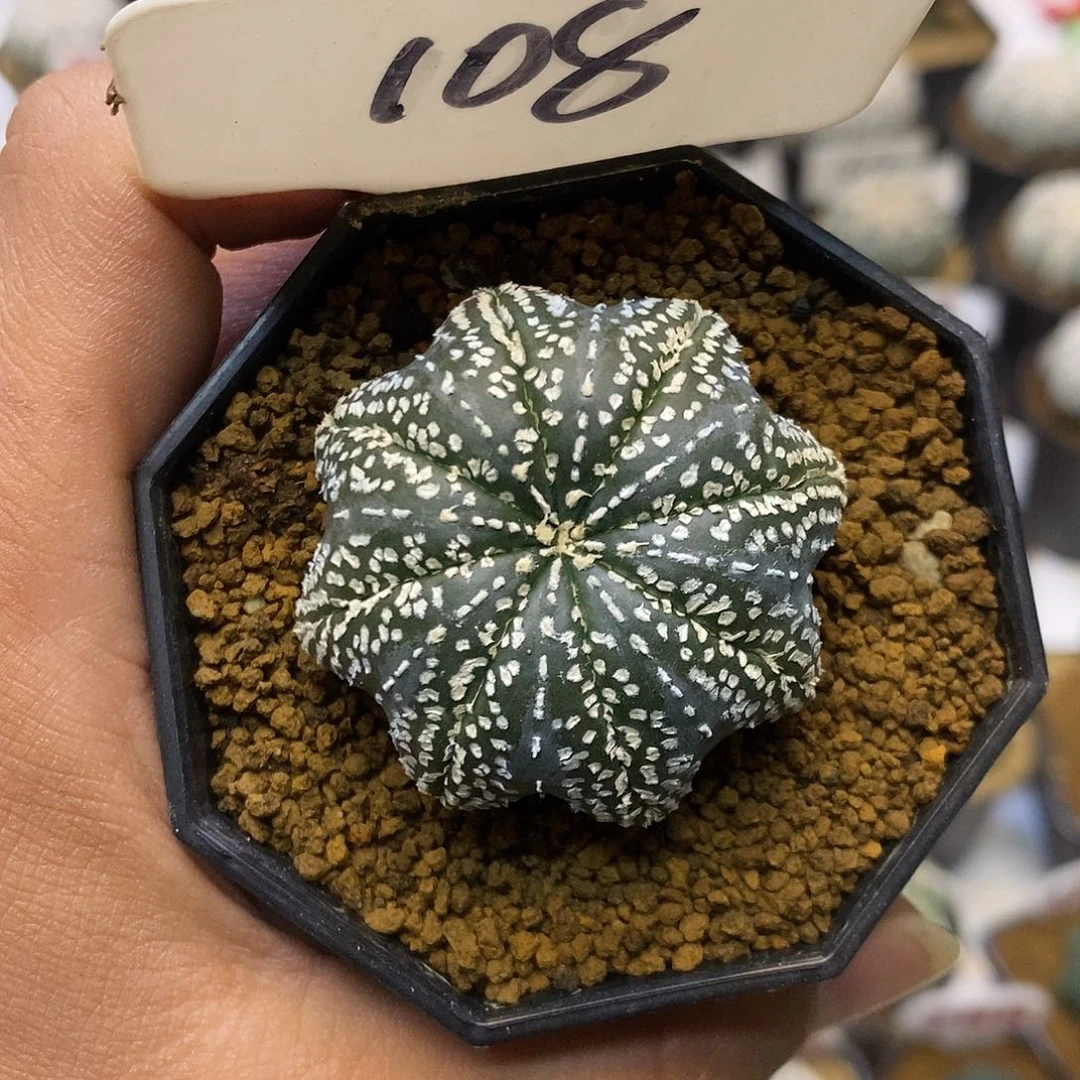 108福利特价来啦特价