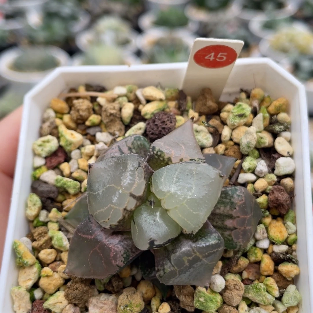 45 冰皇 脱土发货