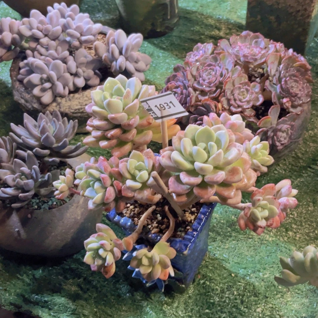 花斑鹿多肉植物1931