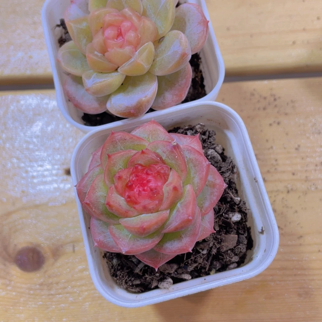 7号 冻唇蜜加孤品珍妮