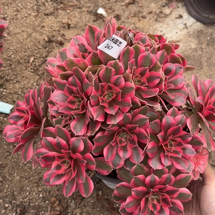 女妖丛林多肉植物247