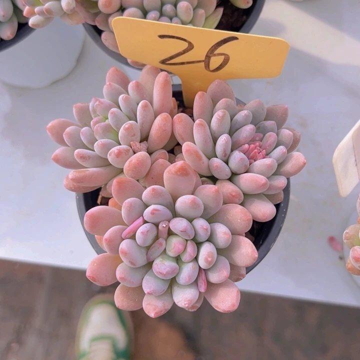 健健康康平平安安