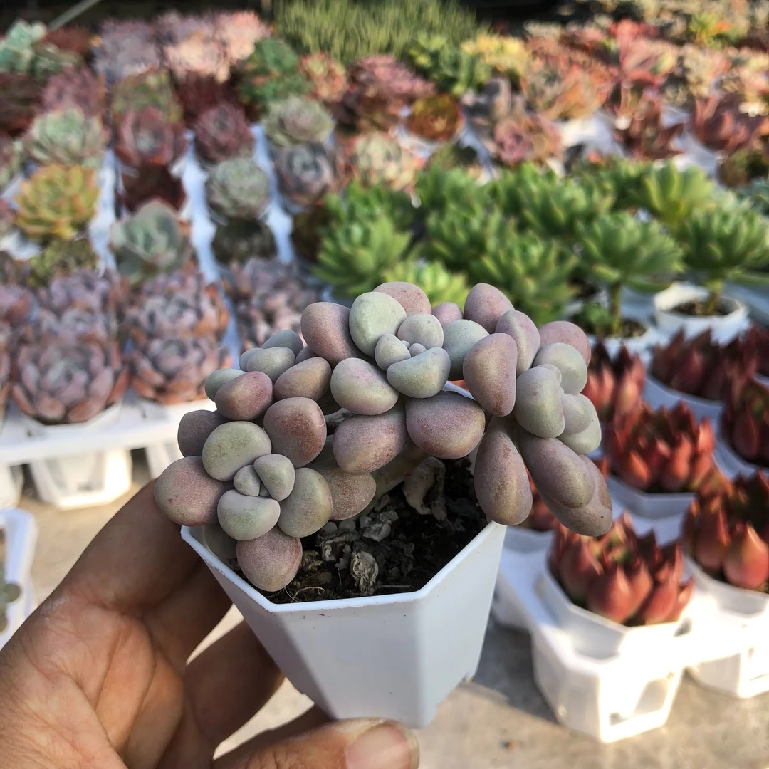 h艾伦多头4-5厘米1颗带盆栽好满10元包邮