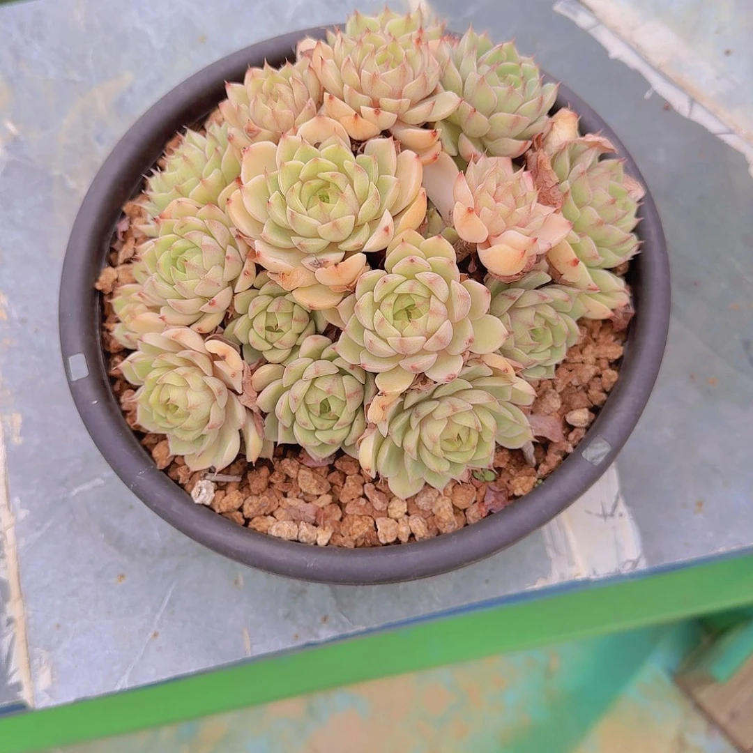 悦***悦0801本吧多肉植物