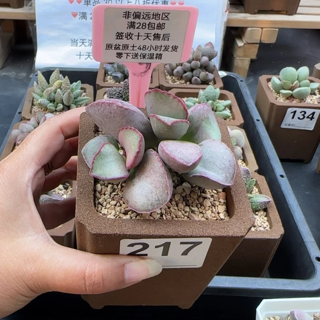 217金牛座多肉植物