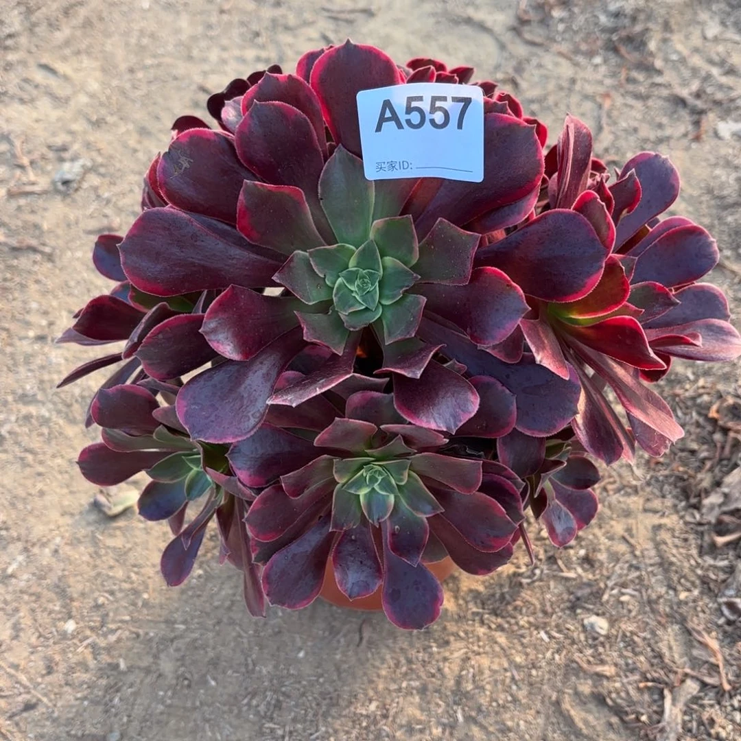 金丝雀断枝不包557