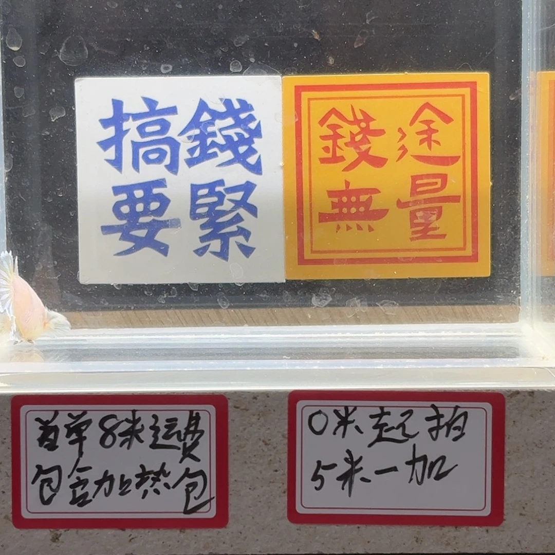斗鱼泰国斗鱼母鱼