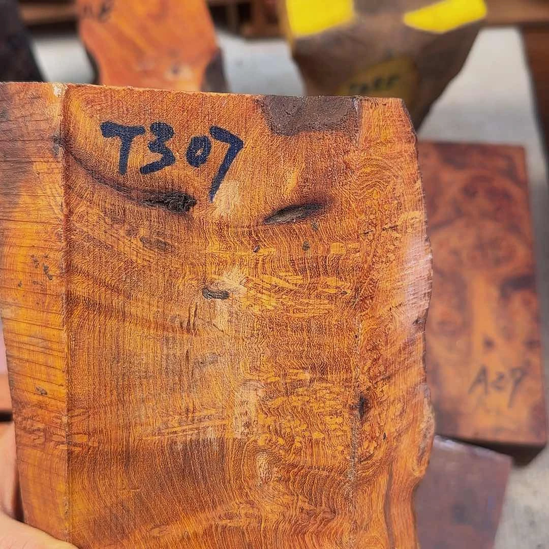 香榧木咦**?小叶羊蹄甲瘤疤料子