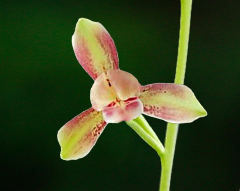 兰花建兰-新品彩梅。绿植，送植料+盆+肥料