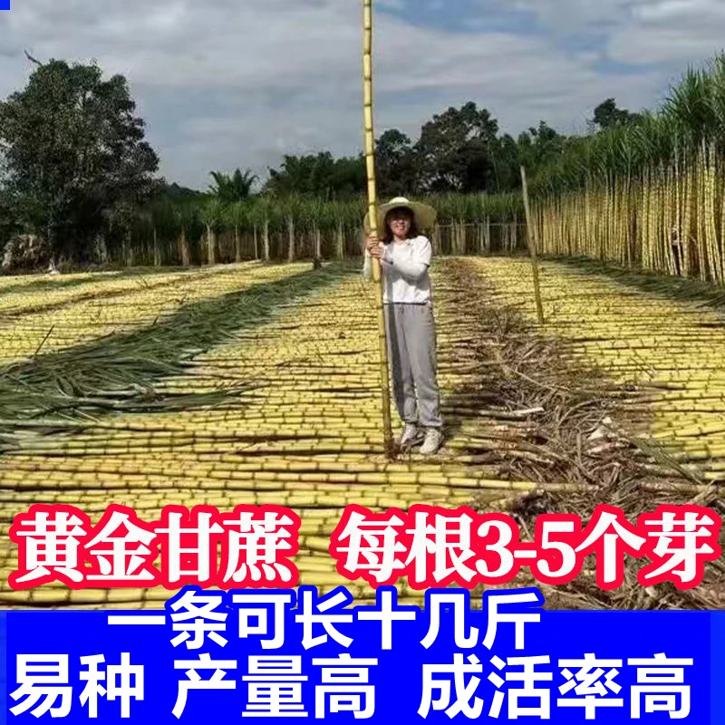 广西黄皮青皮甘蔗种子种植盆栽3到5个牙包甘蔗苗高产脆甜黑皮