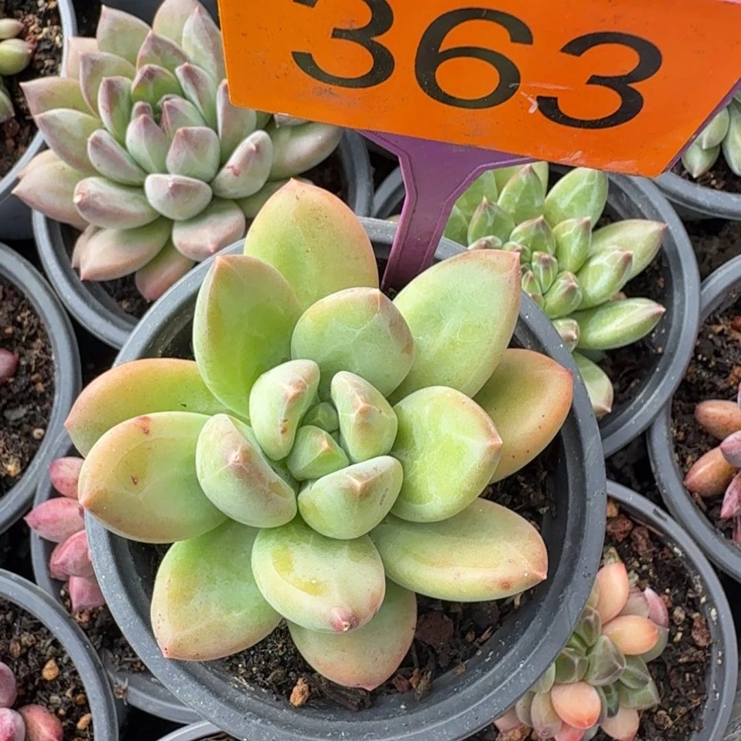 海洋之歌一物一拍363