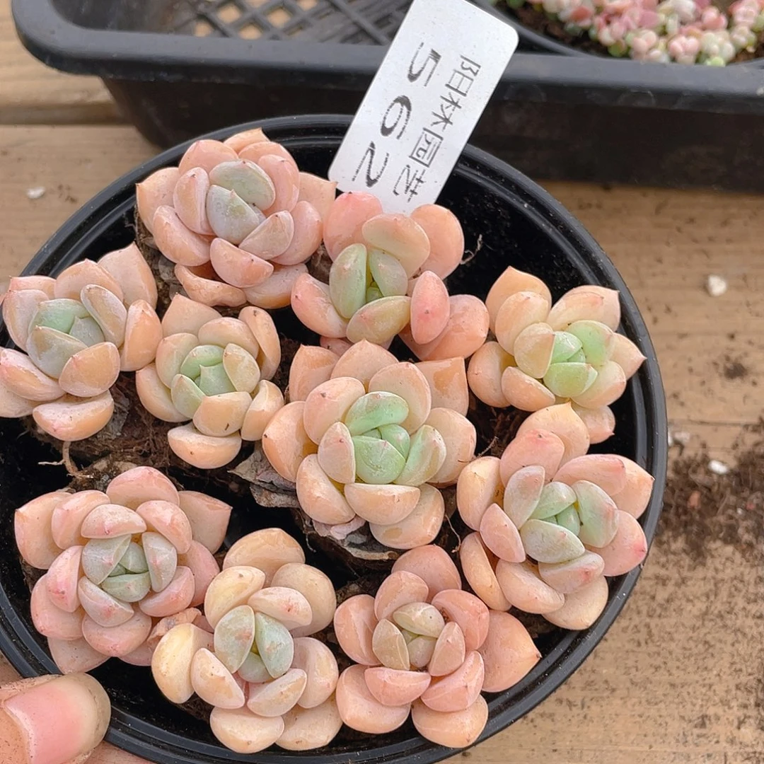 多肉植物多肉植物562